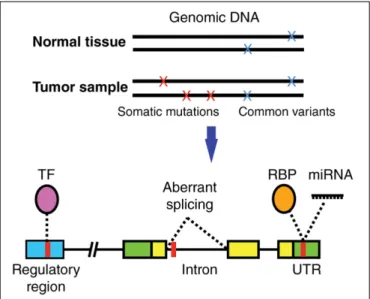 FIGURE 1 | Non-coding cancer mutations affecting transcriptional and post-transcriptional regulation