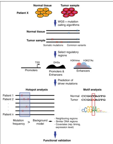 FIGURE 2 | Computational pipeline to prioritize somatic SNVs in regulatory elements. Whole-genome sequencing (WGS) of matched tumor and normal samples are analyzed to identify somatic mutations