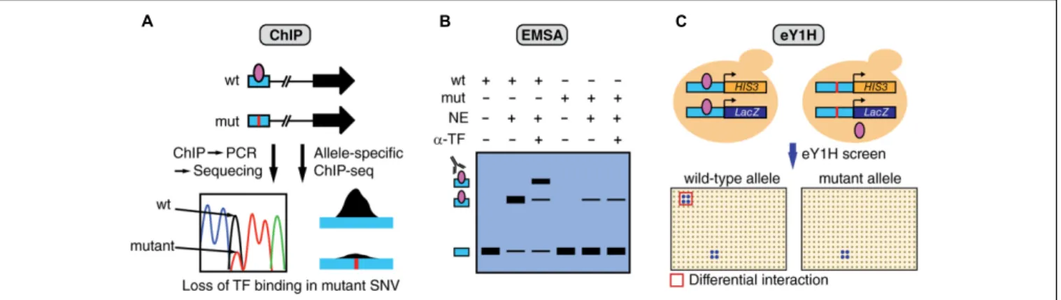 FIGURE 3 | Overview of assays to measure differential TF binding between non-coding SNV alleles