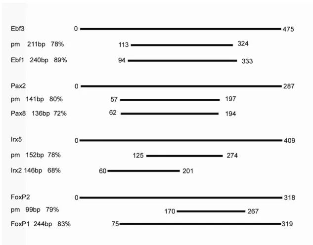 Figure 3.4. Sequence overlap between gnathostome and lamprey CNEs and dCNEs. 
