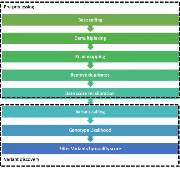 Figure 3. NGS data processing pipeline from sequence data to SNP and short InDel calling  (Van der Auwera et al., 2013)