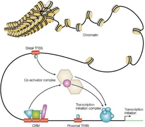 Figure 4. Regulation of gene expression by transcription factors 