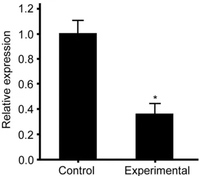 Figure 2. Osteogenesis differentiation of MSCs. MSCs were cultured to third generation, and inoculated into 6-well plate
