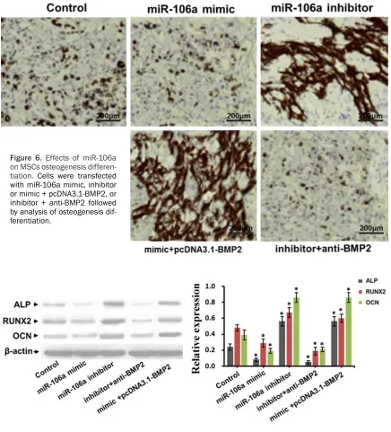 Figure 6. Effects of miR-106a on MSCs osteogenesis differen-