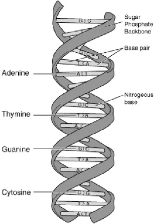 Figure 2.1: DNA 3D structure. (a) DNA double helix structure. (b) Base pairs formed by A-T and C-G [4]