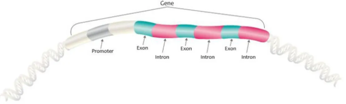 Figure 2.2: Gene structure, [5]