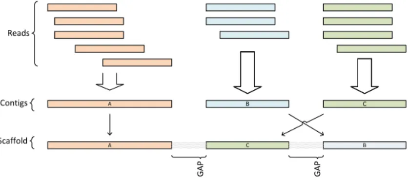 Figure 2.2: Overlapping reads are merged to contigs. Gaps between contigs can be bridged by paired-end reads from different contigs to determine the contig sequence on a scaffold