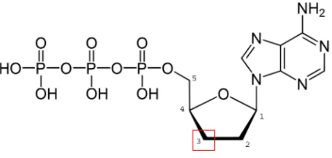 Figure 2.3: 2’,3’-dideoxyadenosine triphosphate (ddATP). The red box shows the position of the missing -OH group
