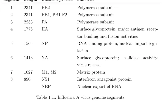 Table 1.1.: Influenza A virus genome segments.
