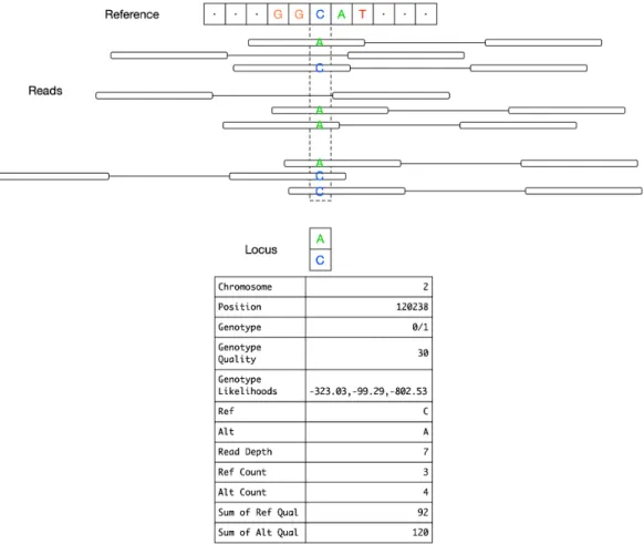 Figure 2.6: Collection of reads aligned to a reference genome and evaluated at a locus that contains a heterozygous SNP.