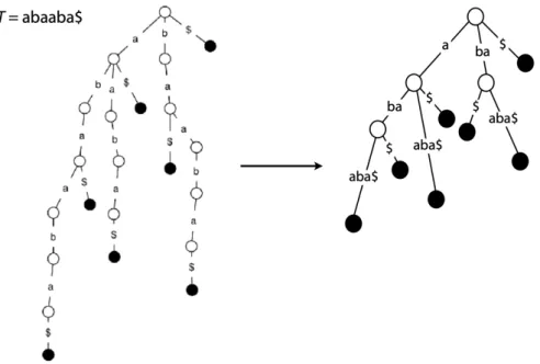 Figure 2.10: Create suffix tree by coalescing non-branching paths into single nodes (taken from [125]).