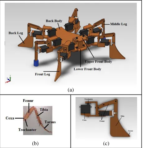 Fig. 2. (c) Side View of the experimental robot. , (d) Top view of the robot. 