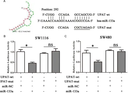 Figure 3. UPAT acts as a molecular sponge of miR-133a in CRC cells. A. miR-133a binding sequence in UPAT-wt and sequence of UPAT-mut