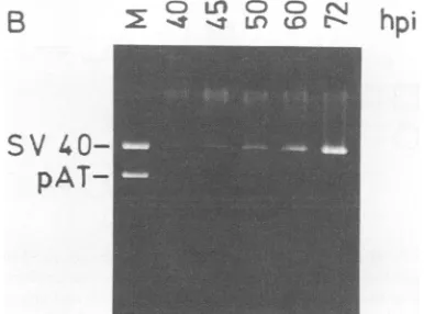 FIG. 6.fragmentsfunctionpreparedfromtime5SharvestedanalyzedblotantigenDNAantigenmunopurifiedDNASV40 (lane Specific activity of T-antigen binding to SV40 DNA as a of time after infection (hpi)