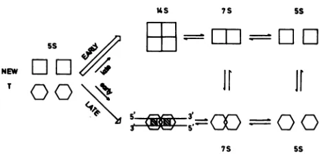 FIG. 7.oneNewlybindcaneitherpON-wt(hatchedtionsmolecular Model for binding of T-antigen subclasses to SV40 DNA