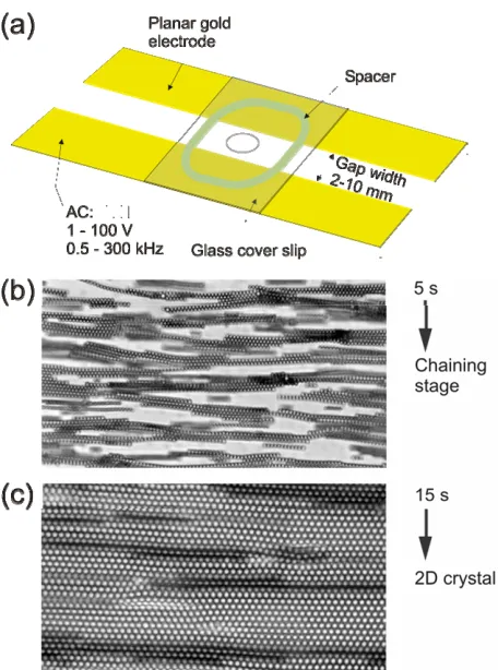 Figure 1.5. chains due to dipolar attraction. Simultaneously, the DEP force due to the field gradient attracts the particles to the high field intensity region