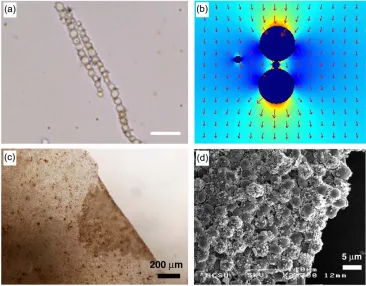 Figure 1.7. layer thick.microscope magnification optical micrograph of manipulation (folding) of a large magnetic yeast cell membrane by externally applied magnetic fields
