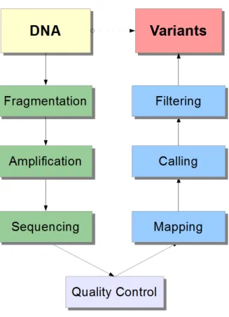 Figure 1: The basic concept of next-generation sequencing. DNA molecules are rst fragmented and the pieces amplied and sequenced, all done in a automated  sequenc-ing machine