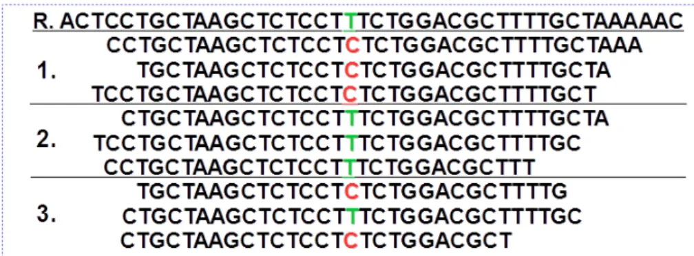 Figure 5: In this example we have a hypothetical set of 3 samples each containing 3 reads of dierent lengths aligned to the reference genome