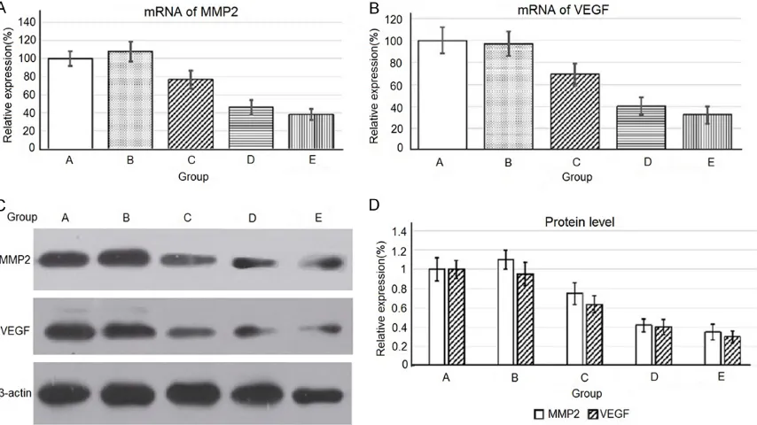 Figure 3. Relative expression of MMP2, VEGF. A: Relative expression of MMP2 mRNA in each group, B: Relative expression of VEGF mRNA in each group, C: SDS-PAGE gels of MMP2 and VEGF Protein in each group, D: Relative expression of MMP2 and VEGF protein