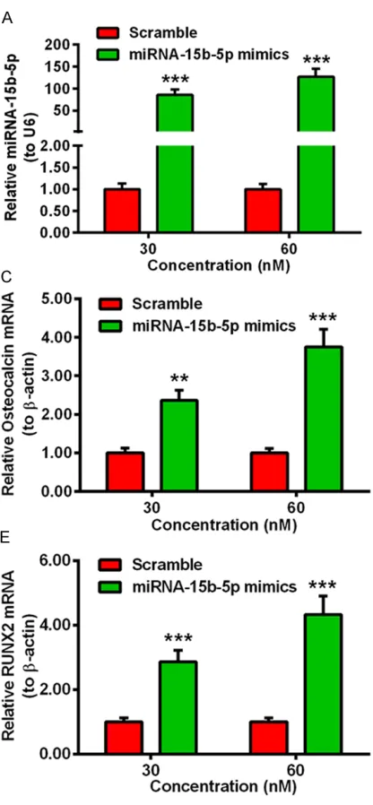 Figure 1. miRNA-15b-5p upregulates the expression of osteoblast differentiation-associated markers in mouse osteoblast-like MC3T3-E1 cells