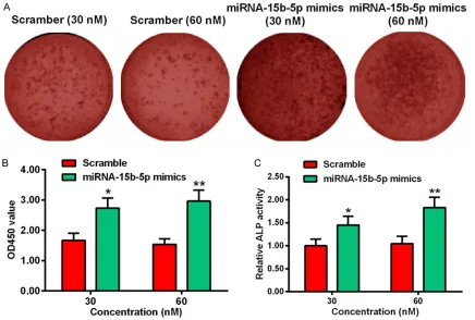 Figure 2. miRNA-15b-5p upregulates the extracellular matrix (ECM) mineralization in MC3T3-E1 cells