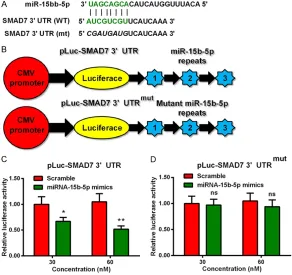 Figure 3. miRNA-15b-5p targets the 3’UTR of SMAD7 in MC3T3-E1 cells. (A) Alignment of murine mature miRNA-15b-5p and the 3’UTR of SMAD7 sequenc-es; (B) Sketch of the luciferase reporter plasmid with the wild type or mutant type 3’UTR of SMAD7; (C) and (D) 