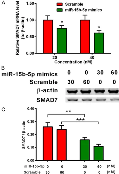 Figure 4. miRNA-15b-5p downregulates the expres-sion of SMAD7 in MC3T3-E1 cells. A: Relative mRNA levels of SMAD7 to β-actin in the MC3T3-E1 cells, which were transfected with 30 or 60 nM miR-15b-5p mimics or scramble miRNA for 12 hours; B and C: Represent