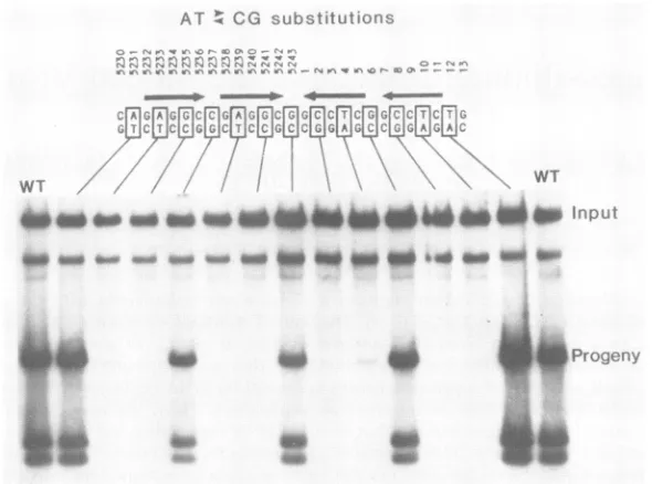 FIG.1.MboIreplicationandefficiency Mutational mapping of the T-antigen-binding domain