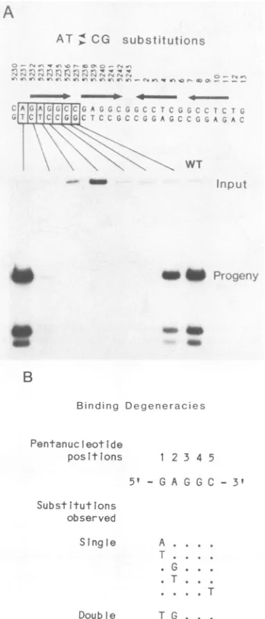 FIG.2.T-antigen-bindingT-antigenandatminemutantssequence. the Fine mapping of a single pentanucleotide site