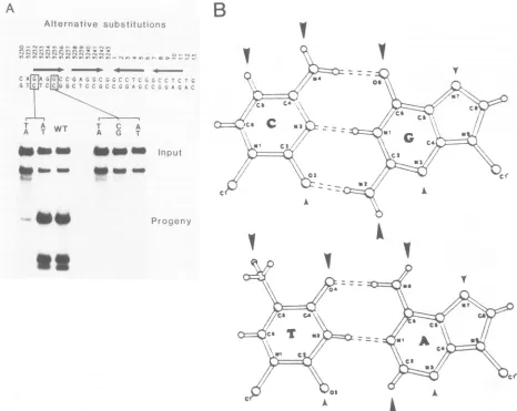 FIG. 3.replicationarrowheads)positions Sequence specificity for the first and fourth positions in a pentanucleotide