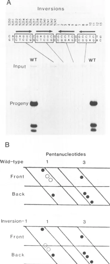 FIG. 5.exposurebyWTsized(openpentanucleotides.signal.second Importance of pentanucleotide orientation