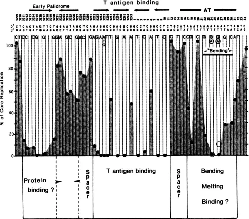 FIG. 6.featuresTheandbelow Domain structure of the SV40 core origin of replication. The core origin consists of nucleotides 5211 through 31
