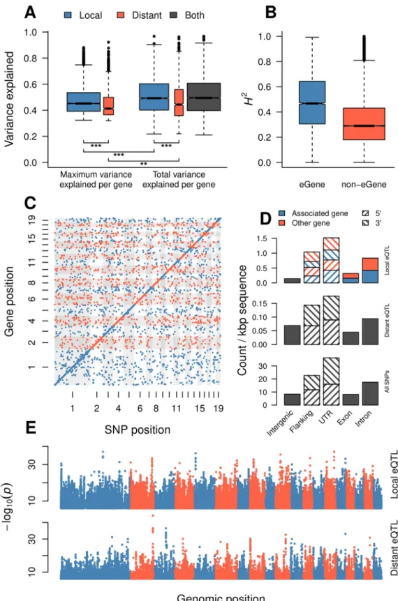 Fig 2. eQTL overview. (A) Expression variance explained (R 2 ) for local and distant eQTLs