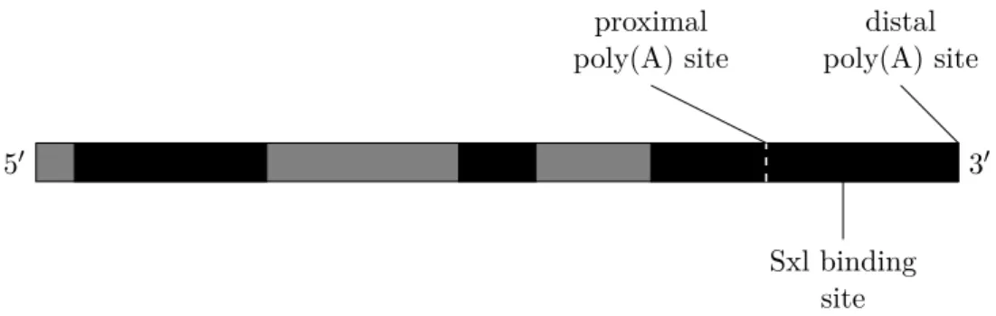 Figure 1.9.: Schematic of the gene structure of e(r), not drawn to scale. Exons shown in black, introns shown in grey.