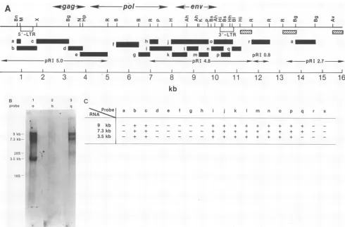 FIG. 2.BamHI;0.3(AhaIII-AhaIII,lambdaanalysis.and32P-labeledisolatedX,FragmentsMethods XmaI