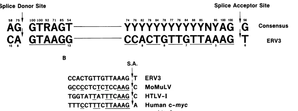 FIG. 7.probe;acceptor Schematic structural presentation of the three ERV3 mRNAs. Each line with a star represents an end-labeled S1 nuclease mapping black boxes indicate protected regions