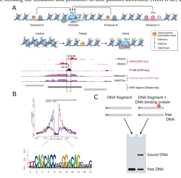 Figure 2: High-throughput regulatory assays. Non-coding regulatory DNA in the human genome