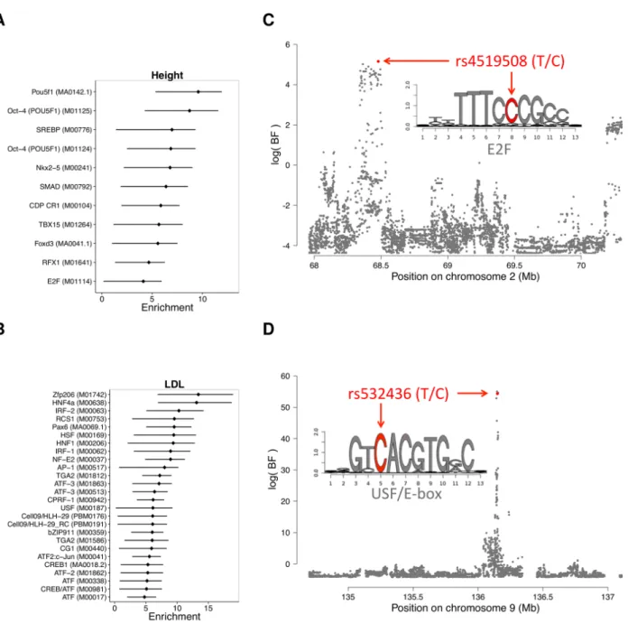Figure 3: Integration of annotations into GWAS results. (A &amp; B) Enrichment (log 2 (change in prior odds w.r.t the baseline model)) of factors for association with (A) height and (B) low-density lipoprotein levels