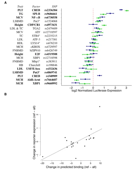 Figure 4: Reporter gene assay validation of allelic regulatory activity. (A) Average luciferase expression level for the constructs containing the reference (blue) and alternate (green) allele, normalized to the empty vector