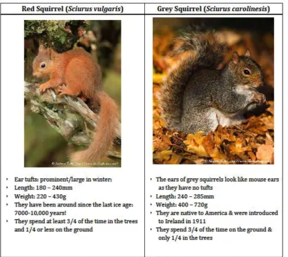 Figure 2 (b) Information provided in the print version of the 2012 Irish Squirrel Survey 
