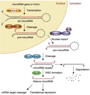 Figure 1.1. The miRNA pathway depicting the transcription and processing of miRNAs and the miRNA induced translational repression of target mRNAs