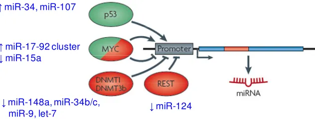 Figure 1.2. Many transcription factors regulate miRNA expression in a tissue-specific or developmental-specific manner