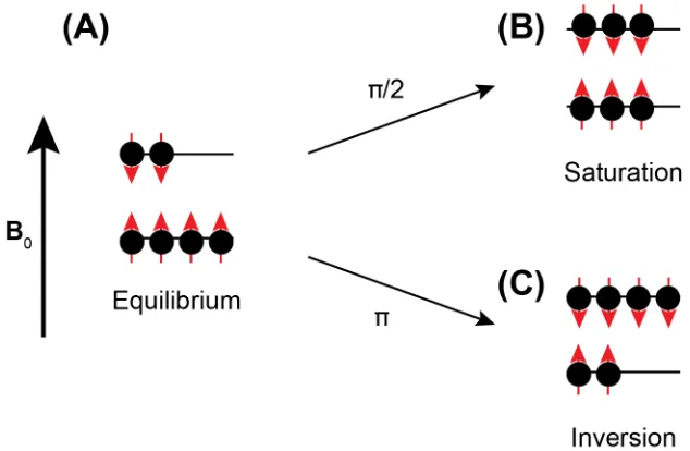 Figure 1.3: Schematic representation of the populations of spins at equilibrium (A). The application of π/2 and π pulses create the conditions of (B) saturation and (C) inversion, respectively