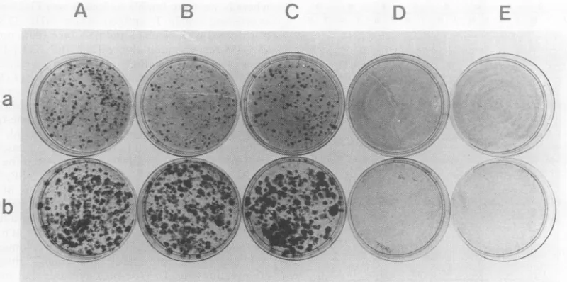 FIG.1.(1transfected100-mmserum ,ug) Dense focus formation on monolayers of NIH 3T3 cells after transfection with pPyMT1, pPyST1, or mixture of the two