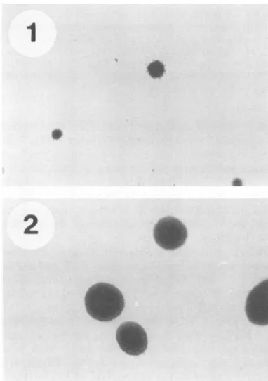 FIG. 3.CellsincubatedMT3(pGVST)cl-3,(small-T-antigen-positive Difference in number of visible colonies formed in soft agar by MT3 cells or subclones of MT3 cells expressing small T antigen