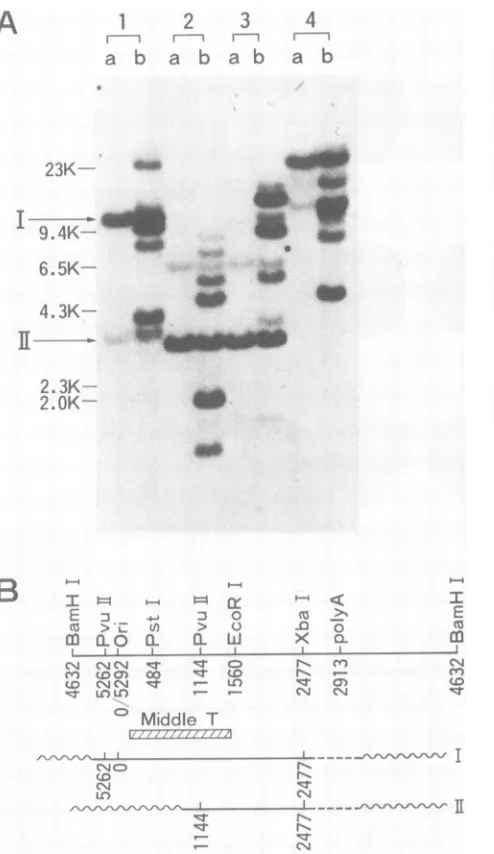 FIG. 6.expressedaatfilter.smallprocessedofwasremovedistortionration8,DNA2;MT3;,-actin,-actinindicatedP-actin formamide-containing nt MT3(pGVST)cl-10