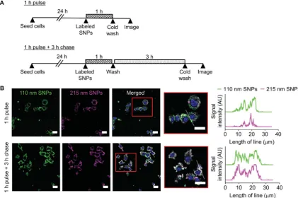 Fig. 8Impact of silk nanoparticle size on tra110 nm and 215 nm labeled silk nanoparticles for 1 h and imaged or (ii) pulsed with the labeled silk nanoparticles for 1 h and then chased for 3 hand imaged