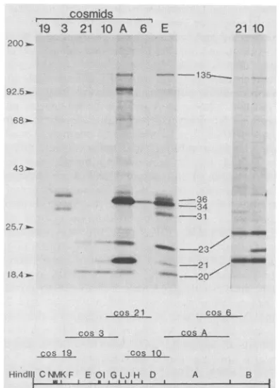 Fig. 1,-tidesfigures. immunoprecipitable 135K, 21K, and 17K polypep- also were made and will be shown~~~~36 in subsequent