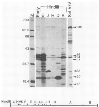 FIG. 3.ThethetatedRNAthatareDNADNAwithselection'4C-labeled Further mapping of RNA polymerase subunits